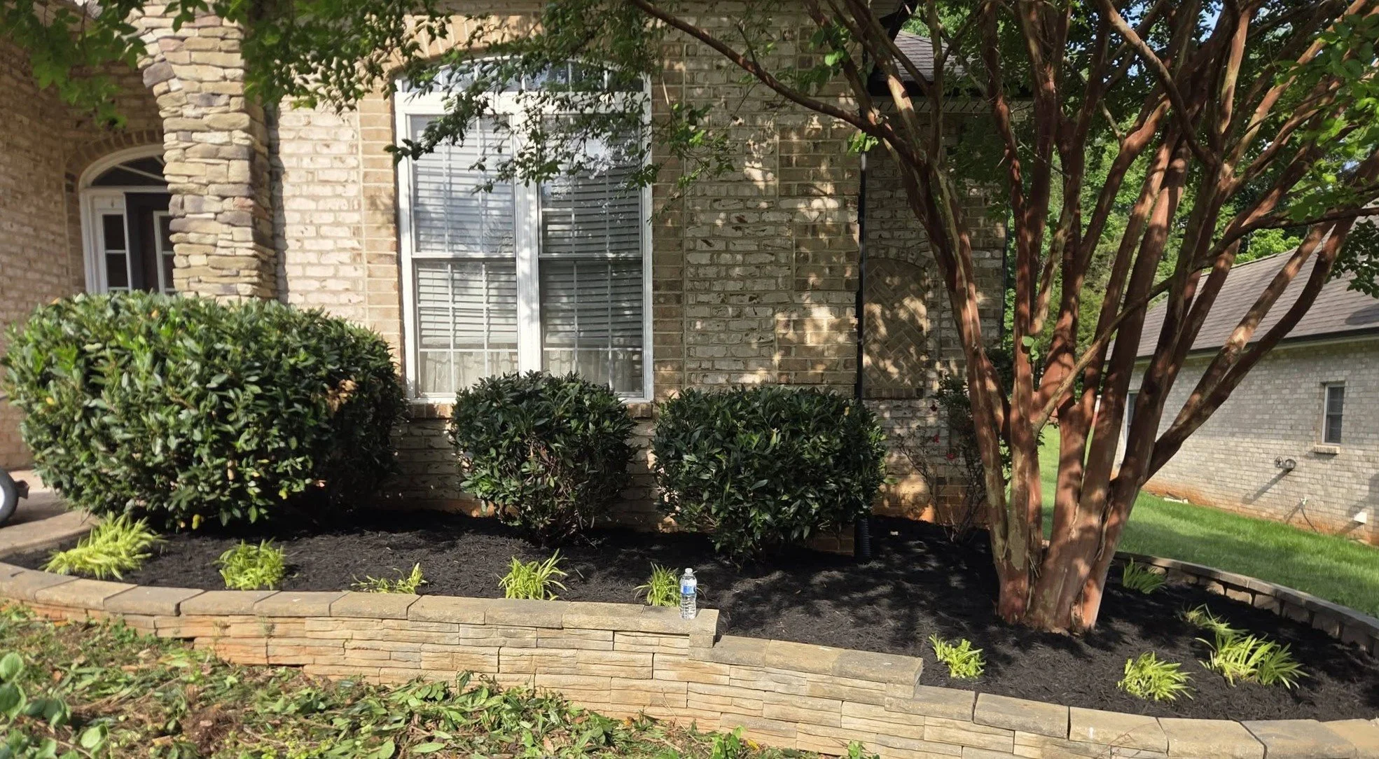 Front yard landscaping with a brick house, a small tree, and trimmed bushes in a garden bed with dark mulch and a water bottle at the edge.
