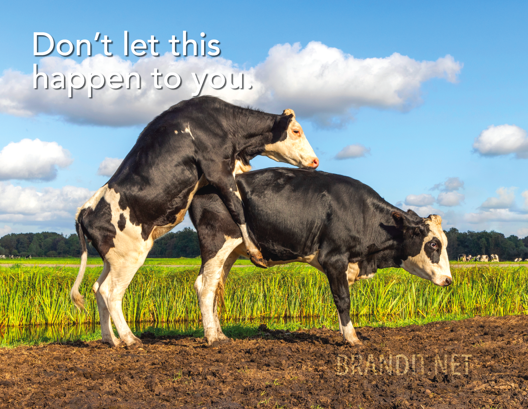 brandit cows