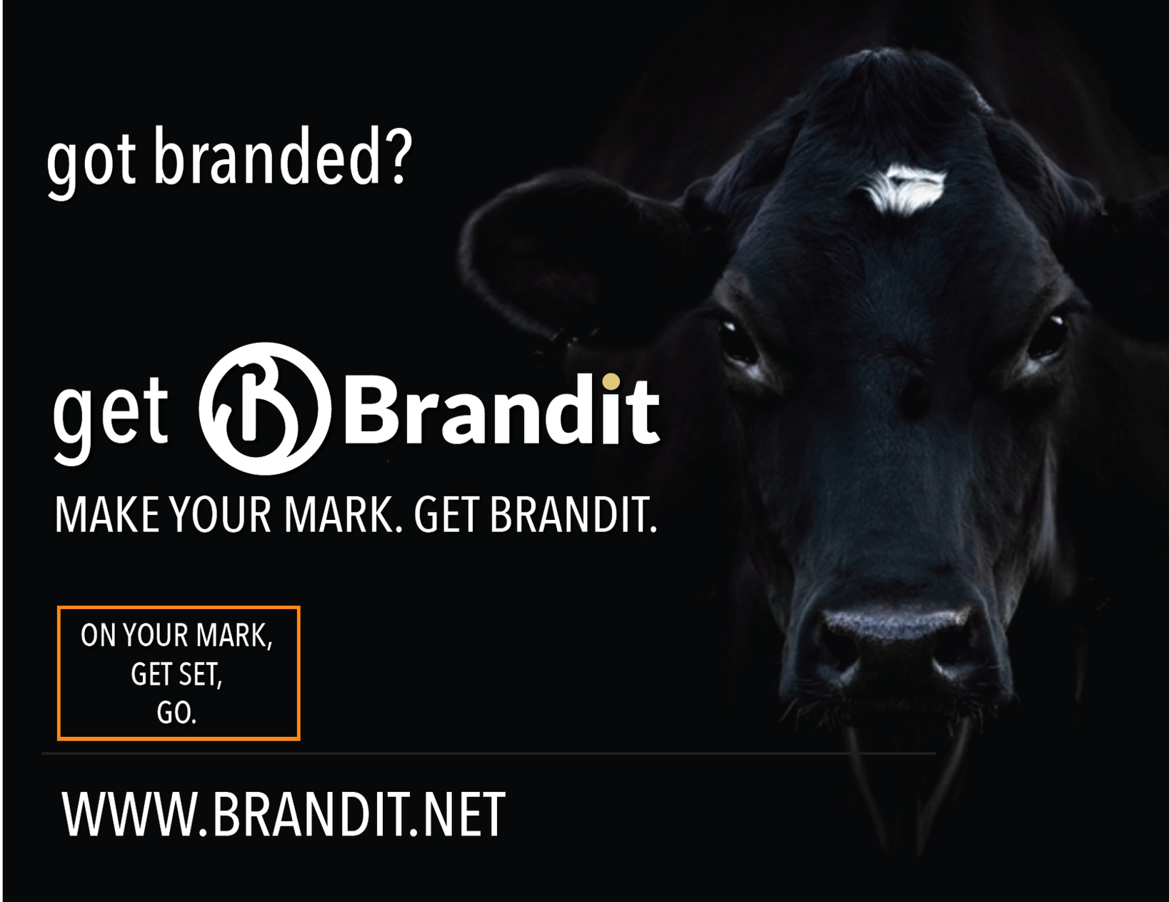 branded brandit bull