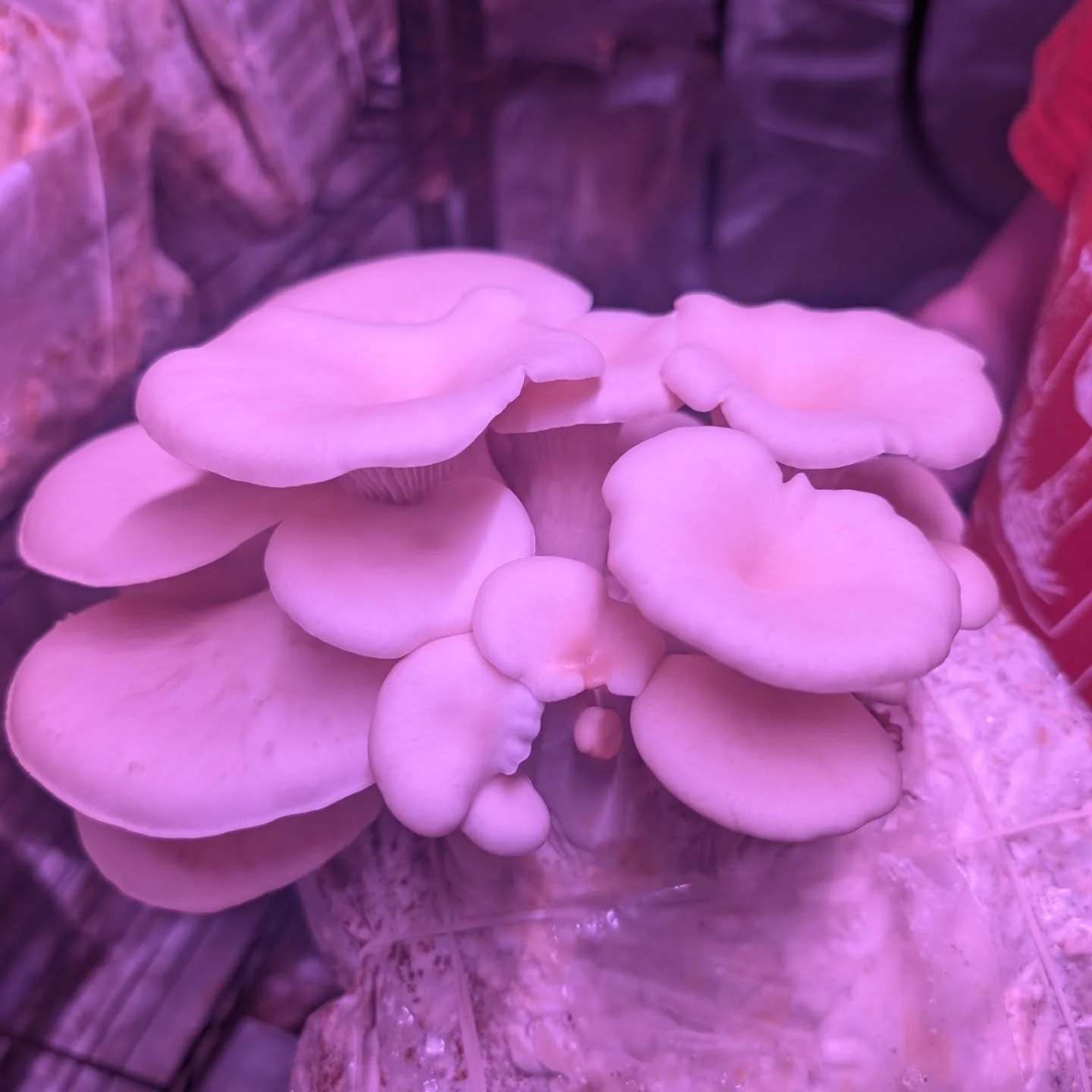 Mushrooms!!! Had a great time visiting @a.c.heater and the crew over at @manchesterfungi to see all the mushrooms and the growing process!!! Meals with some mushrooms coming soon! 🤤