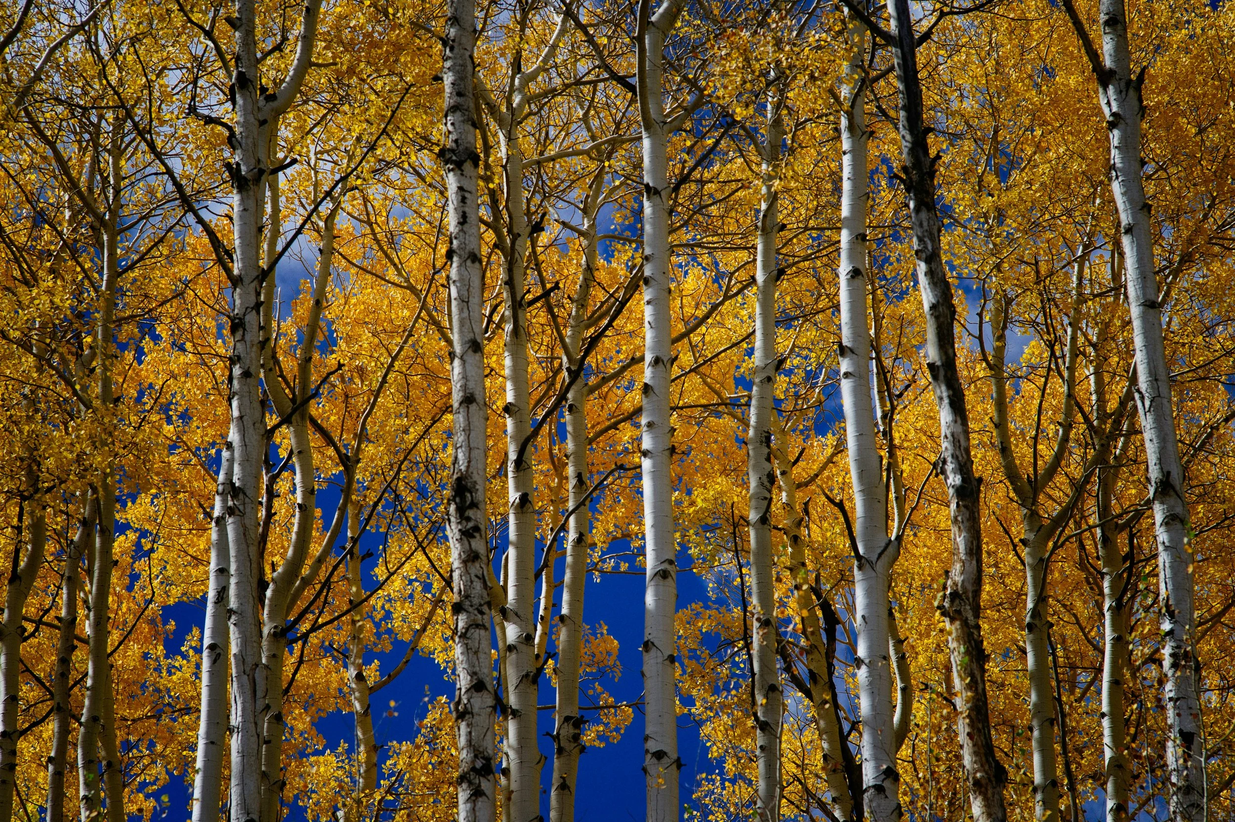 Tall aspen trees with white bark and yellow autumn leaves against a clear blue sky.