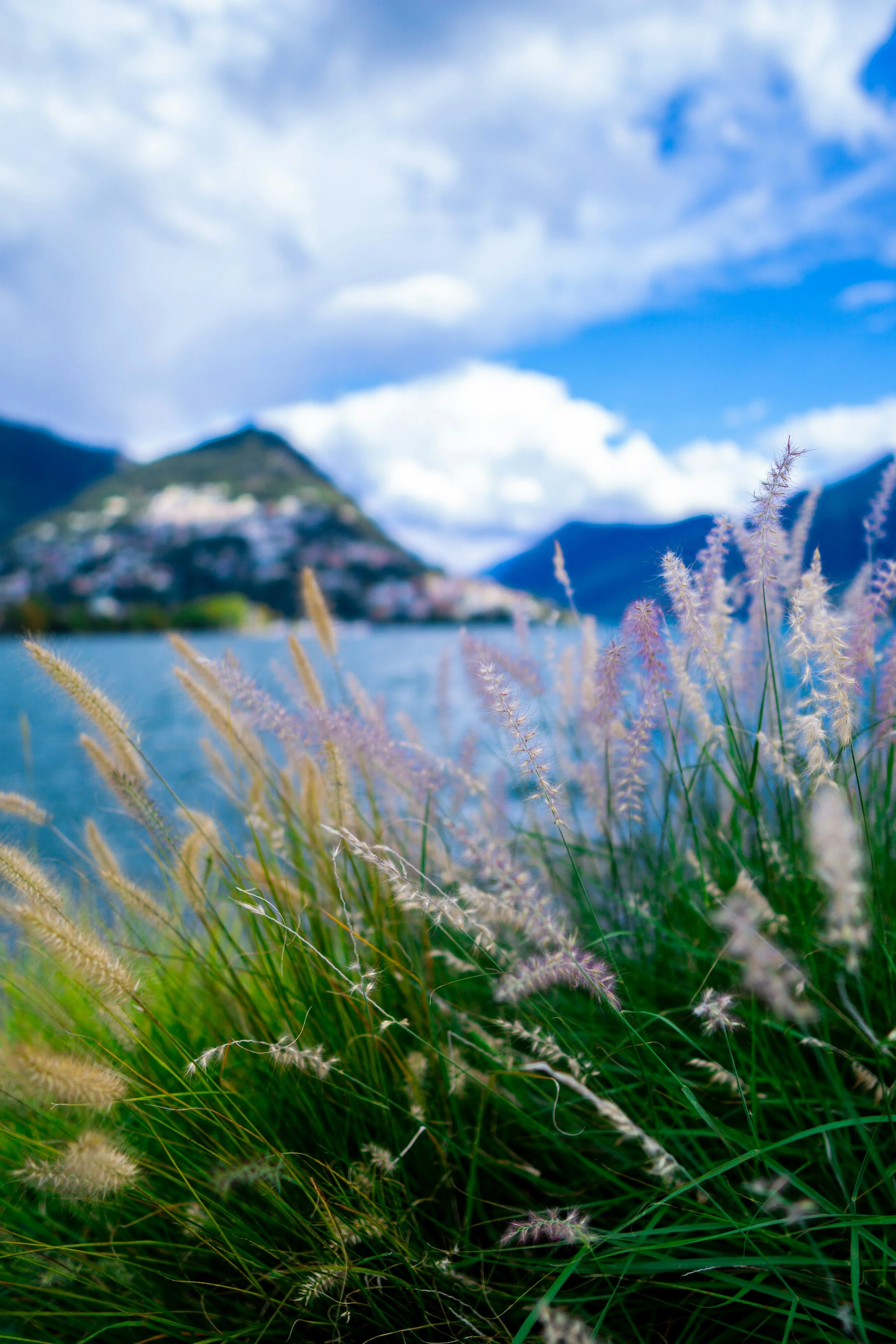 Close-up of tall grass with fluffy seed heads, with mountains and a partly cloudy sky in the background.