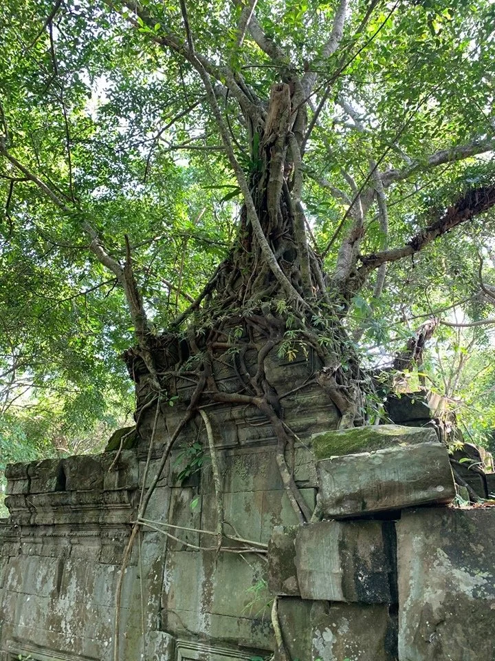 The Torque in the Roots