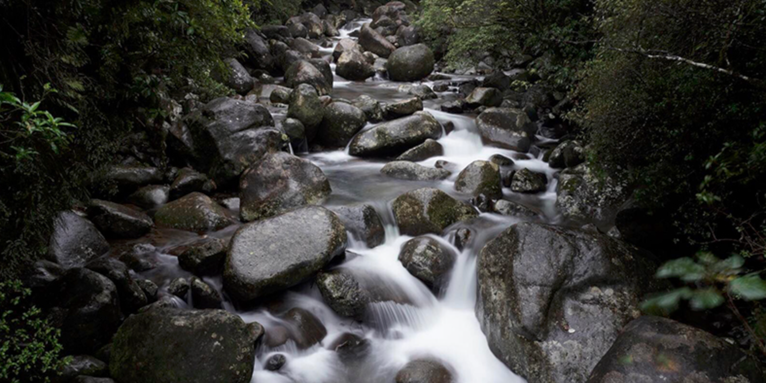 A small mountain stream flowing over and around large dark rocks, surrounded by dense greenery.