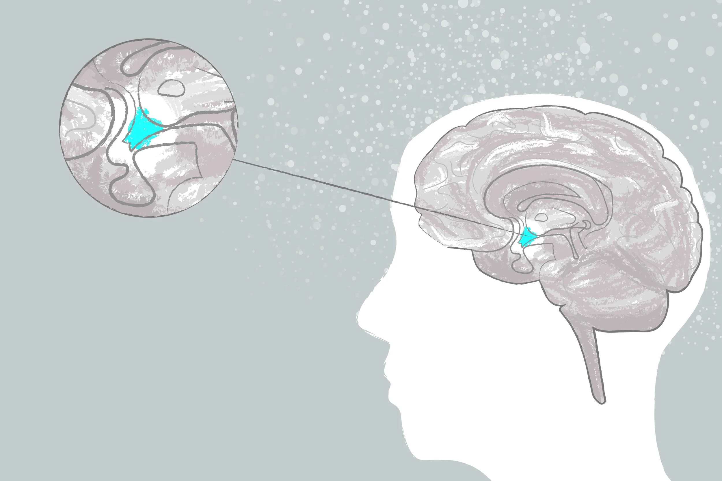 hypothalamus_RiciHoffarth.jpg