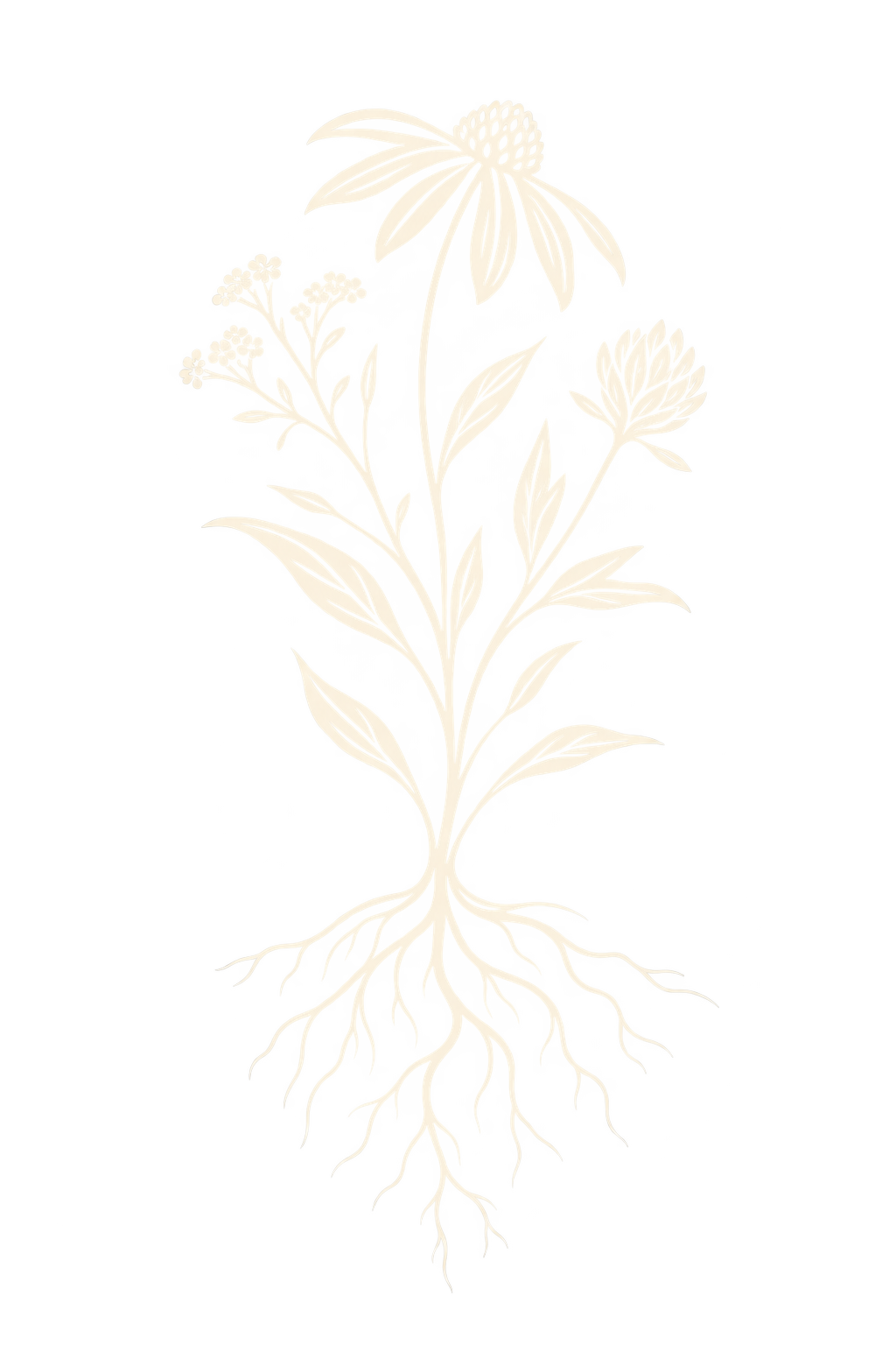 Illuminated line drawing of a plant with flowers and roots against a dark background.