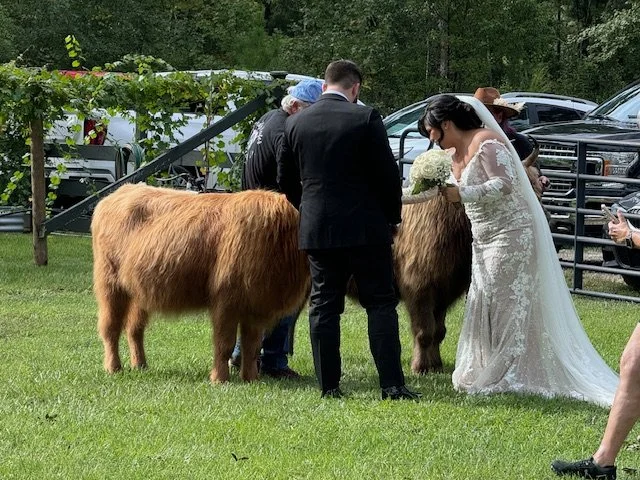 A wedding ceremony outdoors with a bride in a white lace gown and a groom in a black suit, standing near two miniature cows. Guests and cars are visible in the background.