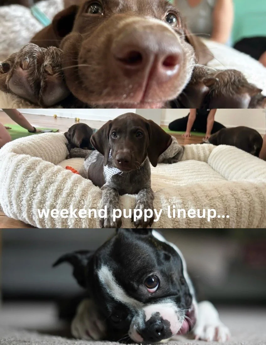 Weekend puppy lineup just dropped 🐾

BOSTON TERRIERS + GERMAN SHORTHAIR POINTERS are taking over the park this weekend! 

Located @ Adams-Ricci Park in the West Enola Pavilion in Enola, PA. Come stretch, socialize &amp; get your puppy fix. 🤍

Puppy