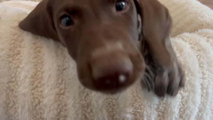 Pointer puppy weekend loading&hellip;