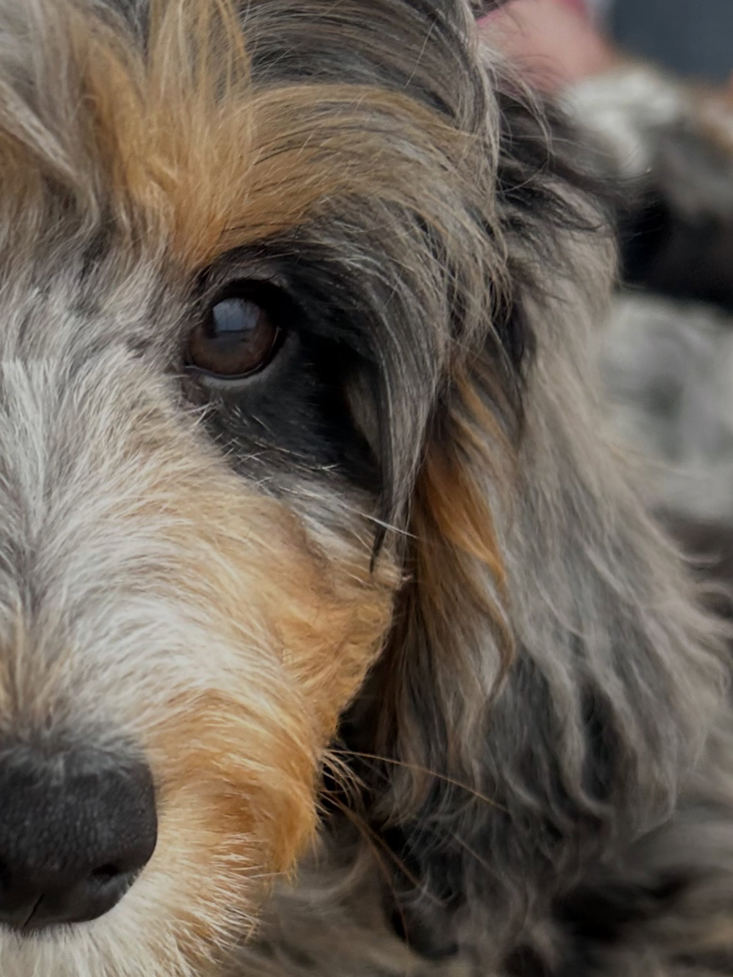 Your weekend lineup: up close and personal 🐾🤍 MUNCHKIN BERNEDOODLES are joining us this Saturday in SELINSGROVE, PA for PUPPY YOGA. You don&rsquo;t want to miss this fluffy crew! 🐶