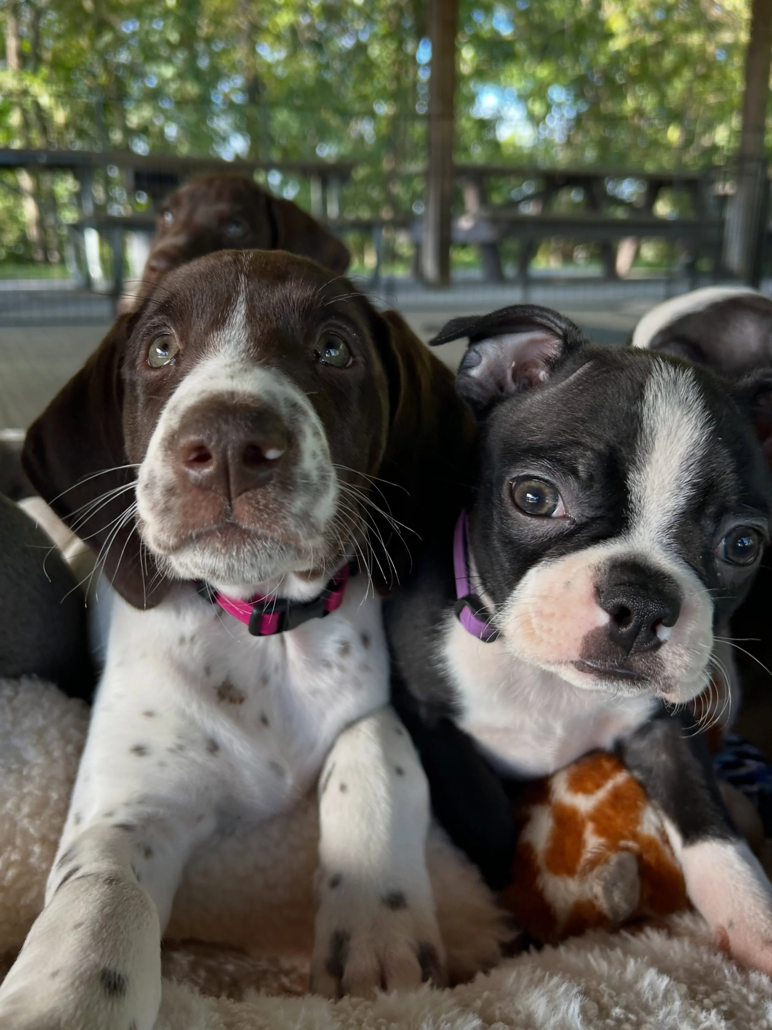 just the pups 🤍🐾