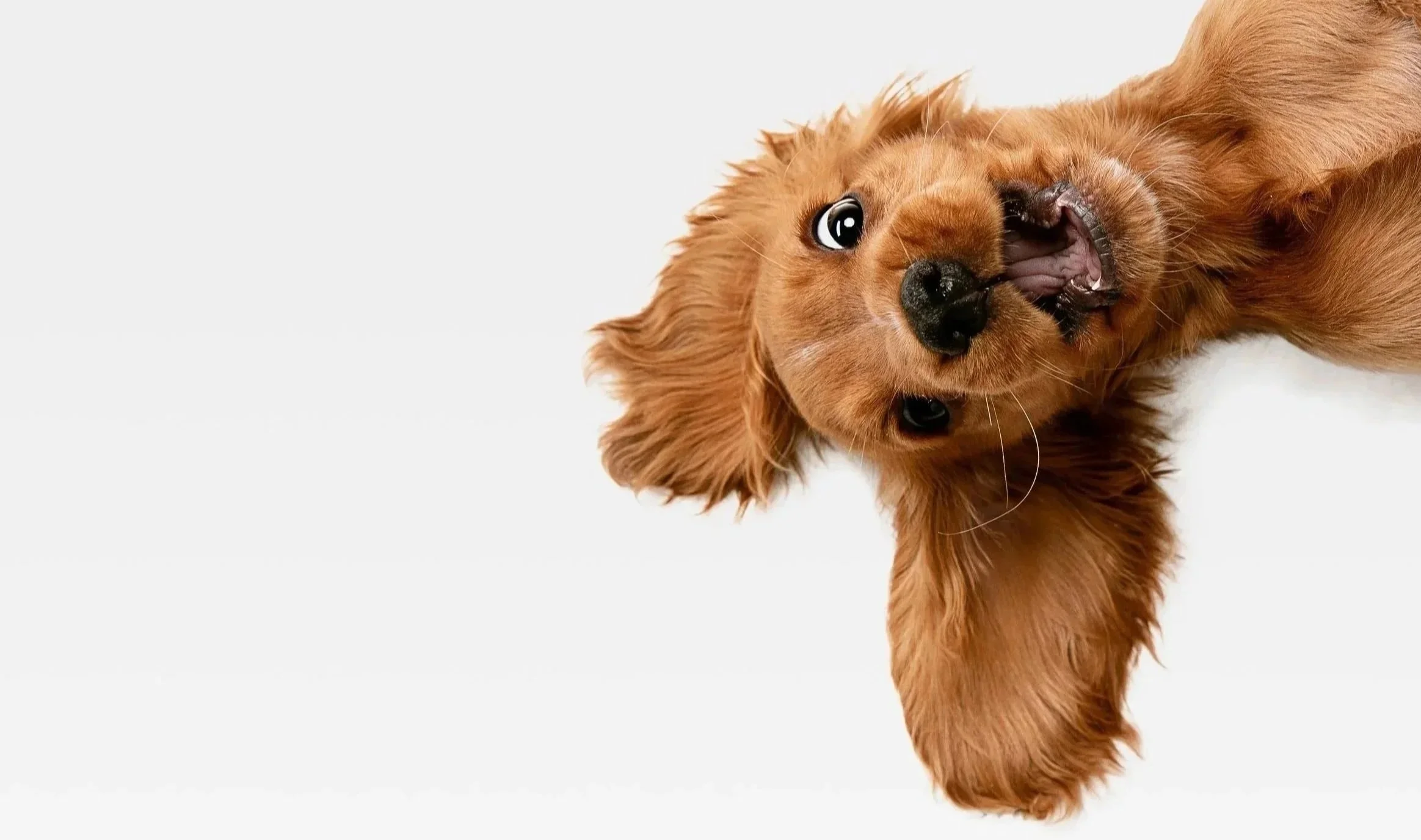 A playful brown dog with long ears lying on the floor, looking up with curiosity.