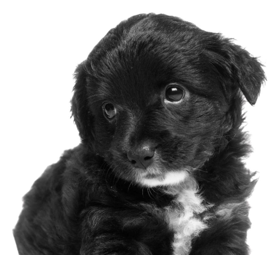 Black and white photo of a curious puppy with floppy ears and a shiny coat.