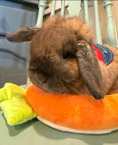Brown lop rabbit wearing a costume on an orange blanket.