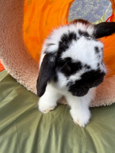 Black-and-white lop rabbit coming out of a play tunnel..