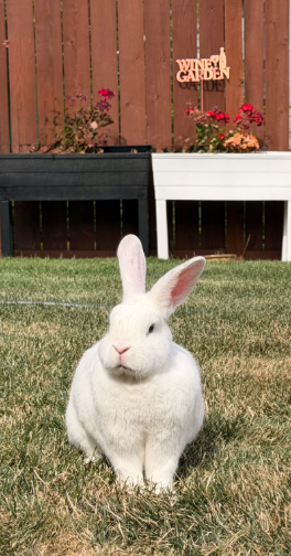 White rabbit sitting on grass outdoors.