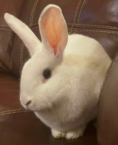 White rabbit sitting indoors on a brown chair.
