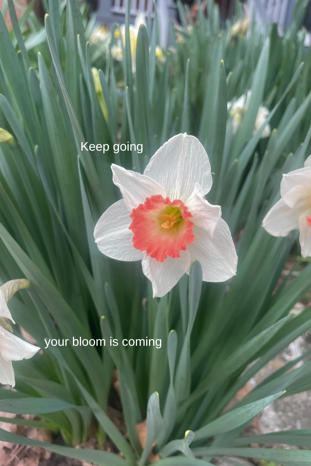 A white daffodil with a ruffled orange and yellow trumpet-shaped center, surrounded by long green leaves in a garden.