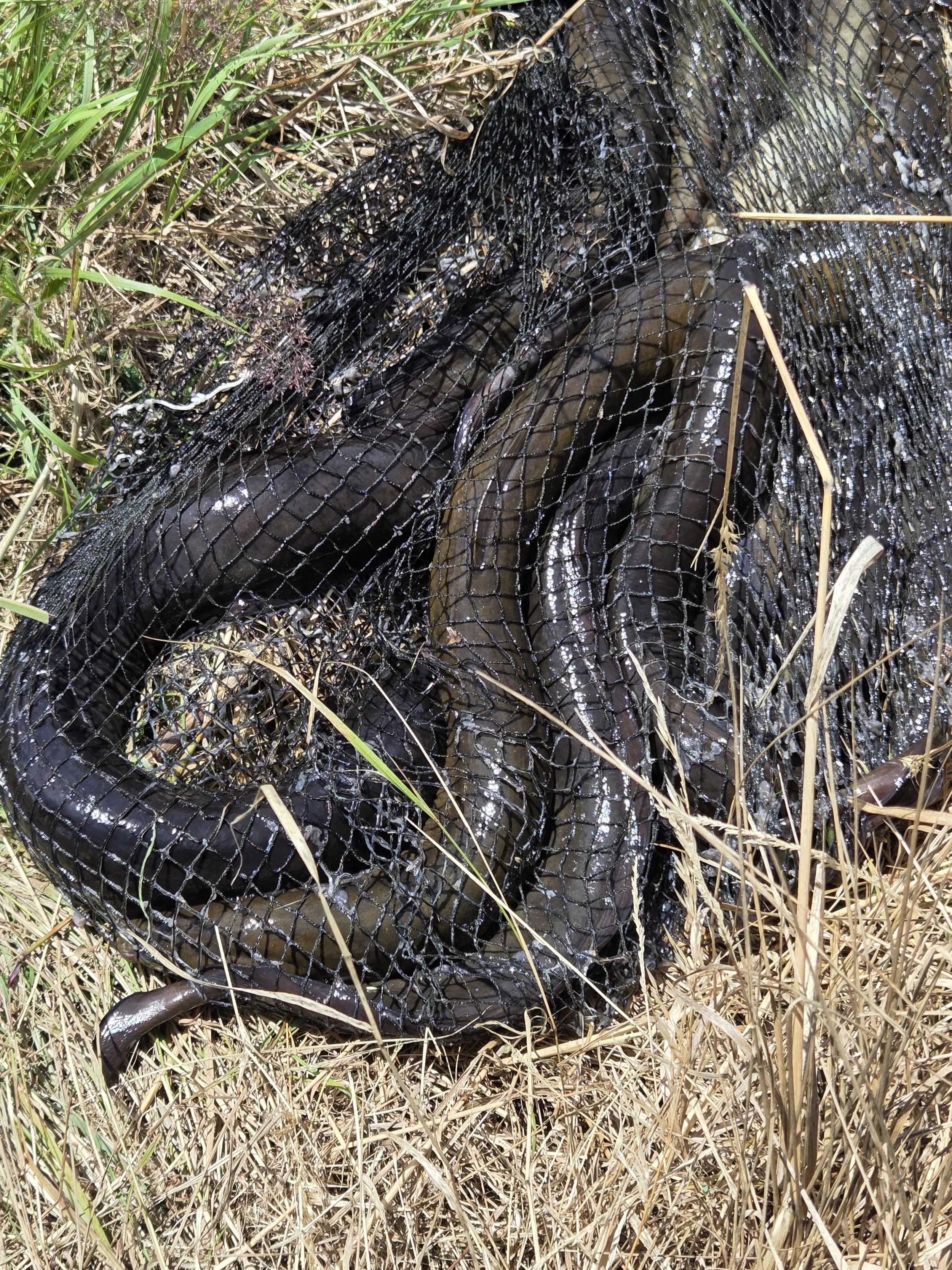 Dead snake caught in a black net, lying in tall dry grass with some green plants nearby.