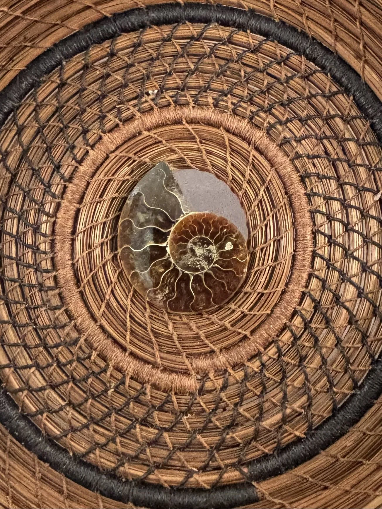 Ammonite fossil center of Deep Time pine needle basket