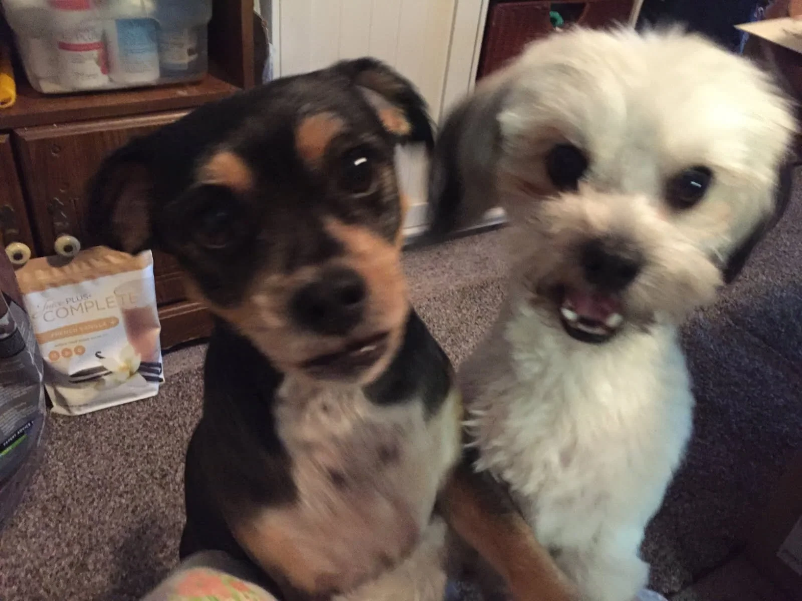 Marty Andrus’s dogs, Tig and Tessa, who became permanent family members after being fostered.