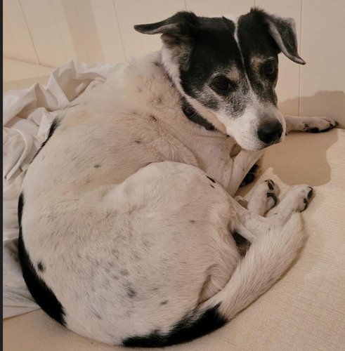 Sadie, Rashawn Gilmer’s 14-year-old dog.