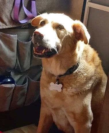 Mango, Rashawn Gilmer’s 10-year-old dog.