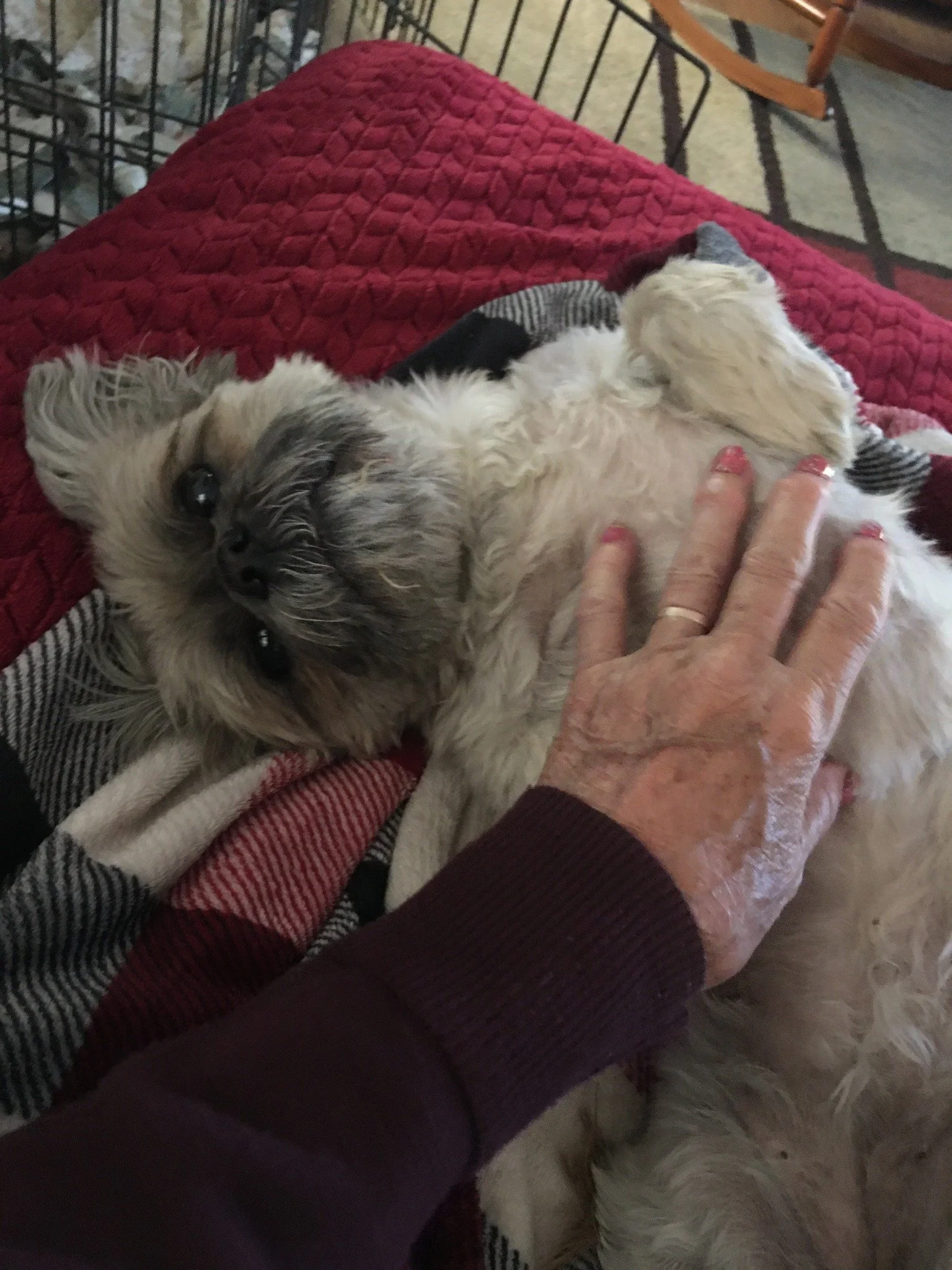 Penny, Jeannie Nielsen’s 13-year-old dog, resting with her.