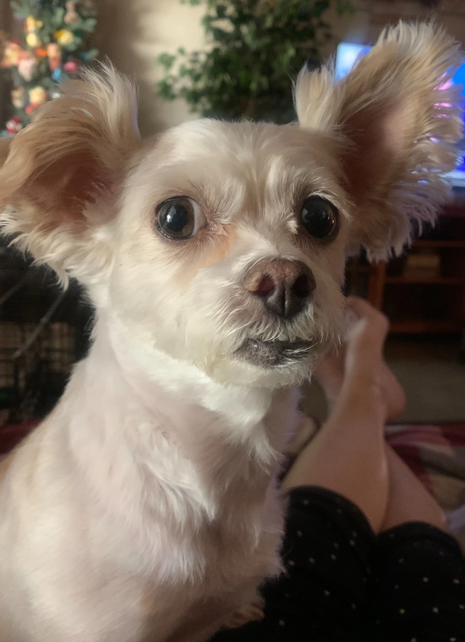 Jojo, Jeannie Nielsen’s 7-year-old dog.