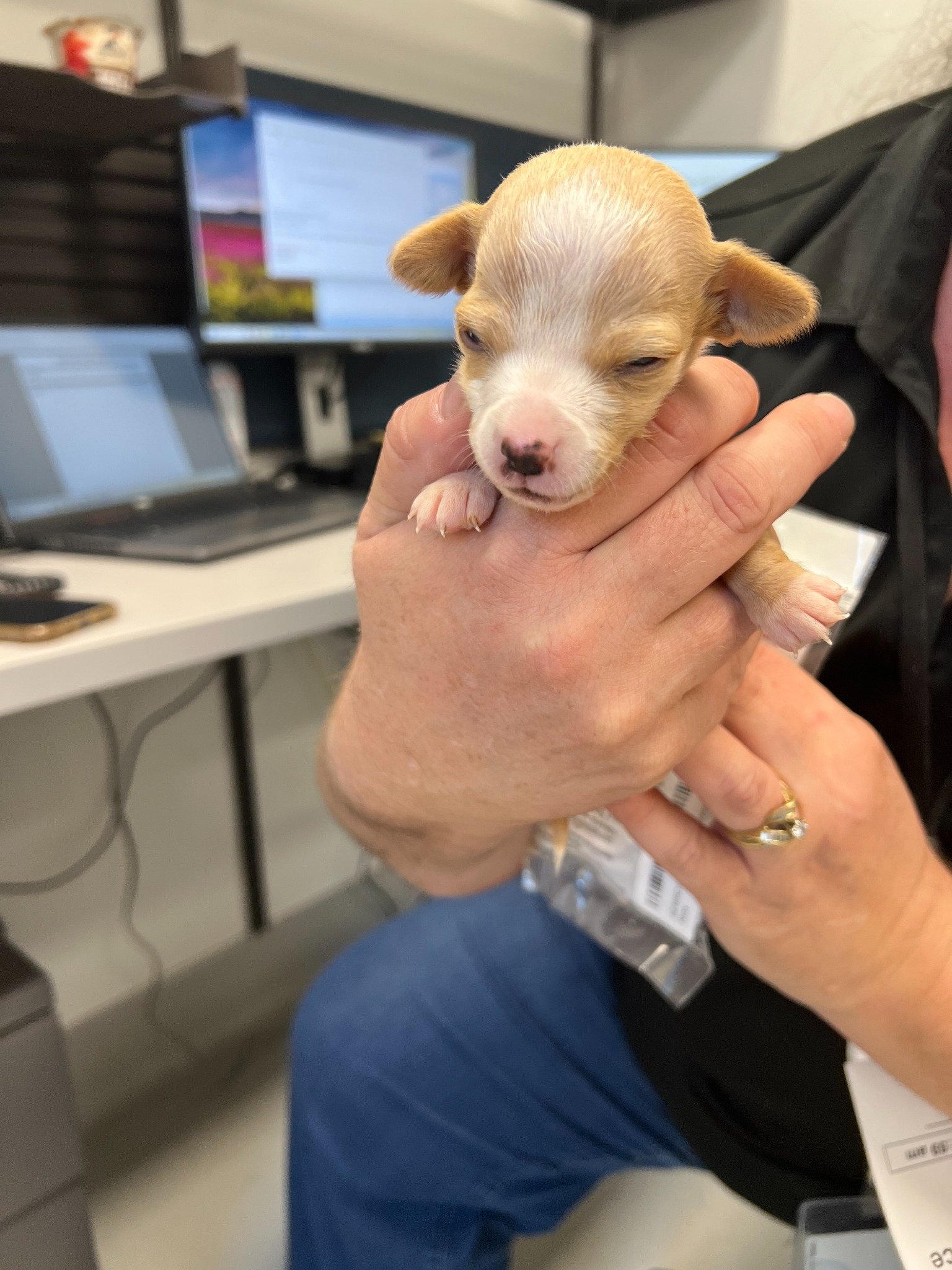 A young bottle-fed foster puppy receiving specialized care.