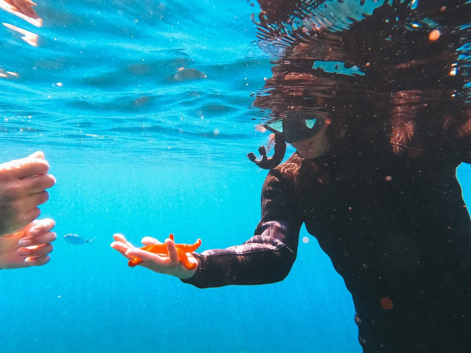 Une personne en plongée sous-marine tendant la main pour toucher une étoile de mer  orange, entourée d'eau bleue claire.