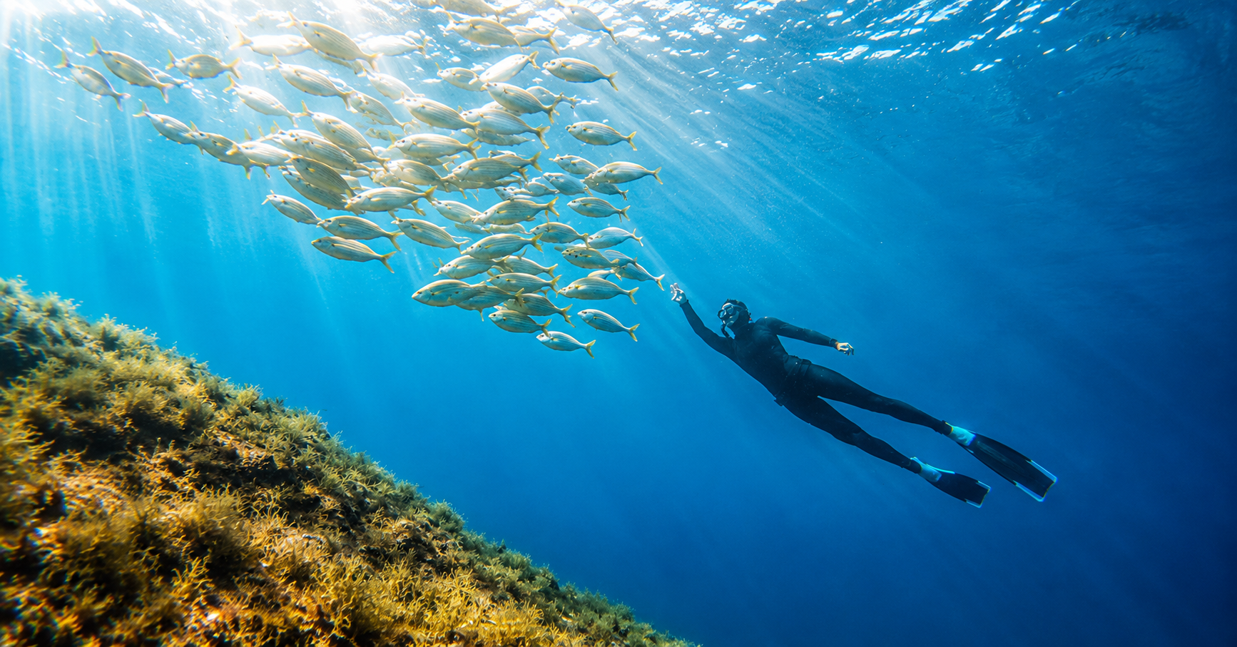 Plongée sous-marine avec un plongeur nageant près d'une barrière de poissons jaunes et argentés, avec des coraux colorés en premier plan et une lumière sous-marine à travers l'eau.
