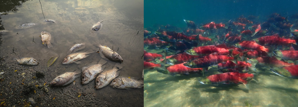 Side-by-side choice between dead fish in polluted water and a thriving school of red salmon in clear water.