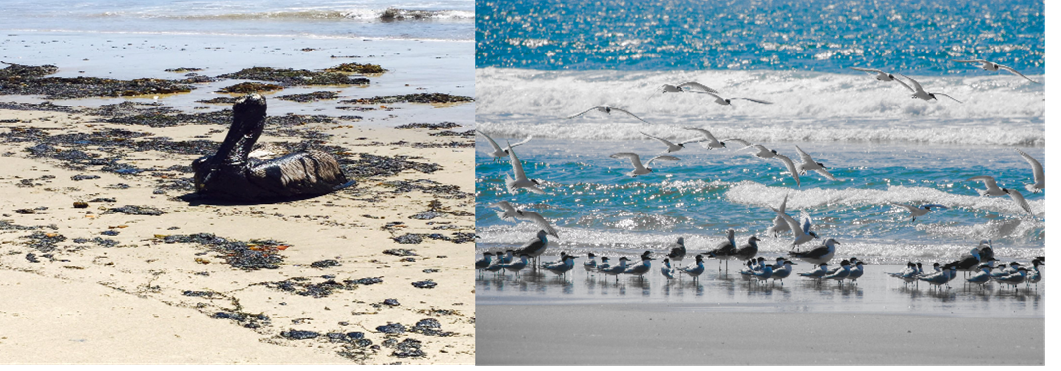 Side-by-side choice between a pelican covered in oil and a thriving beach filled with flight.