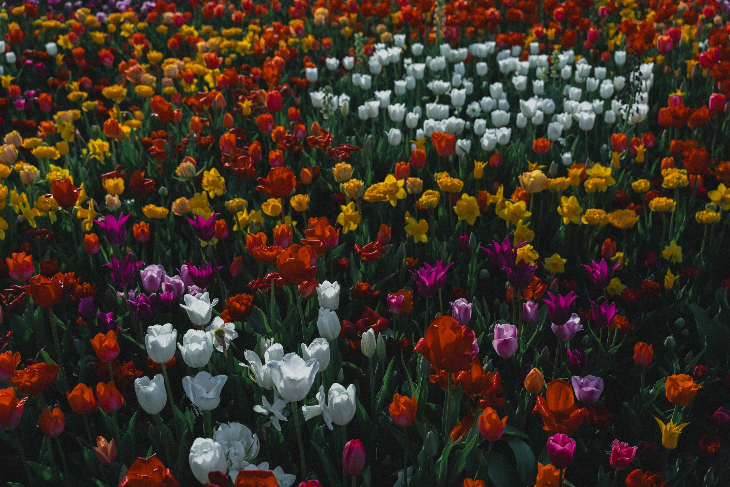 A large field filled with colorful tulips of various shades, including red, yellow, white, purple, and pink, blooming under natural light.