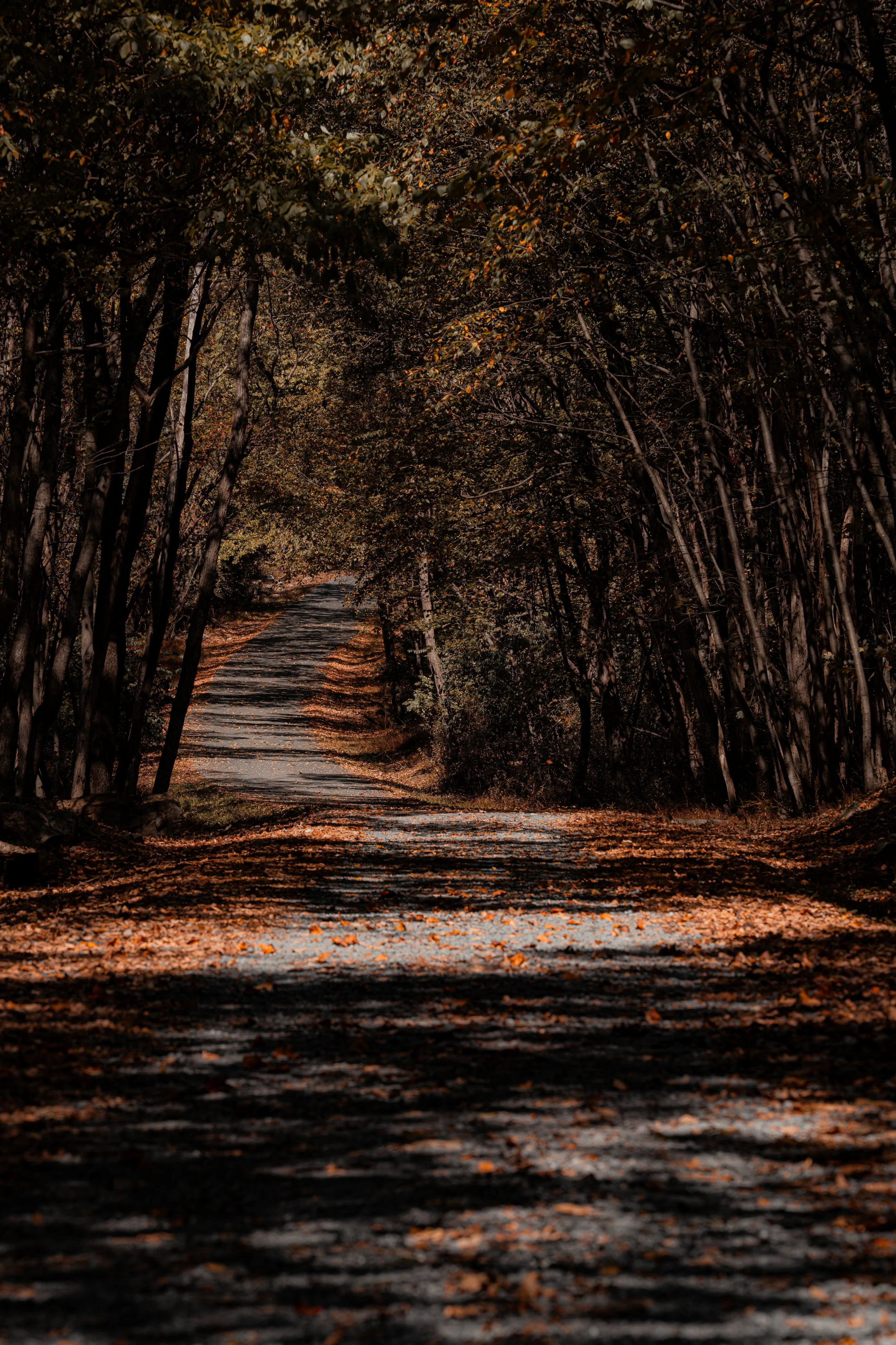 A narrow dirt path through a dense, dark forest with tall trees on either side and fallen leaves scattered on the ground.