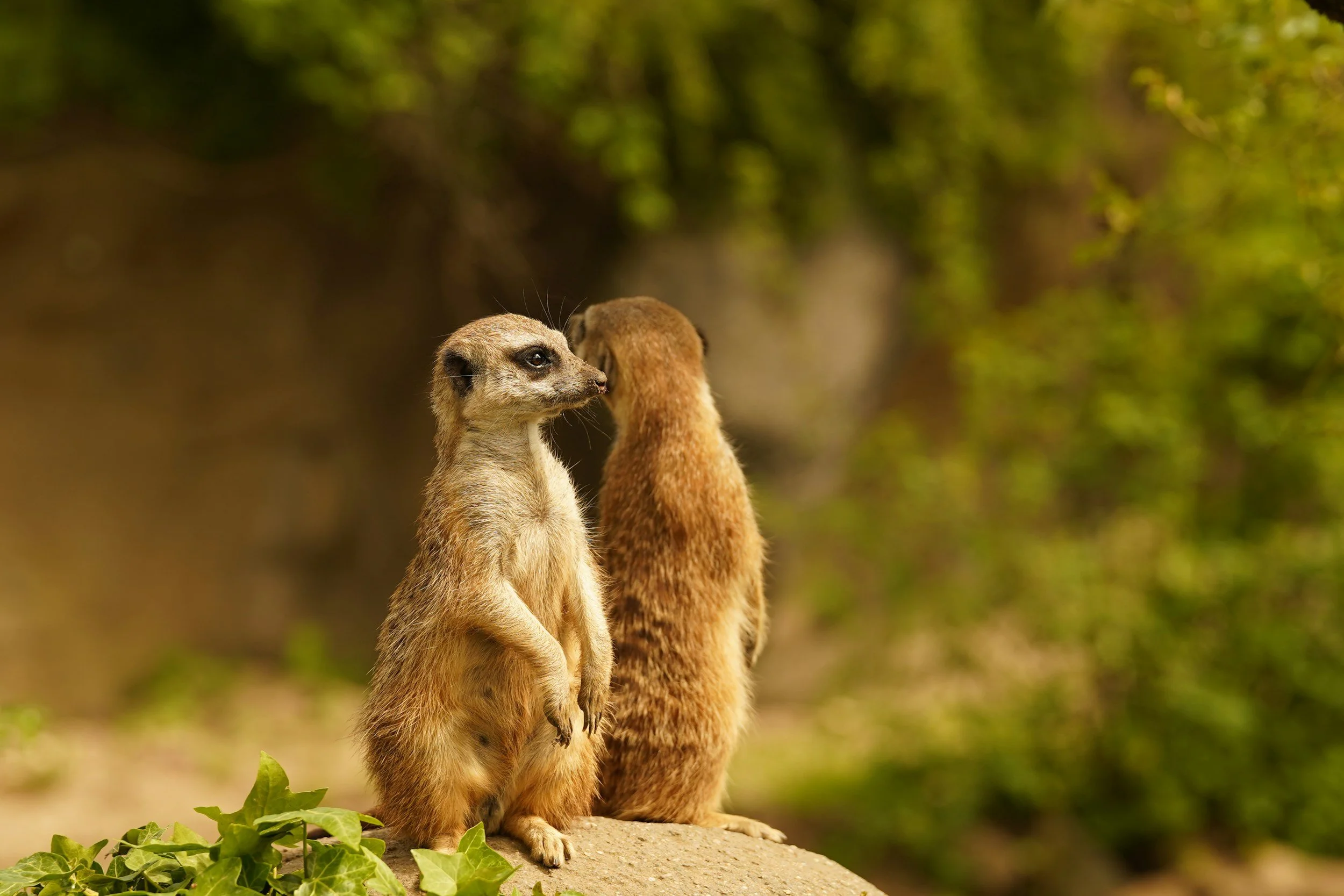 Global Wildlife Initiative Blog