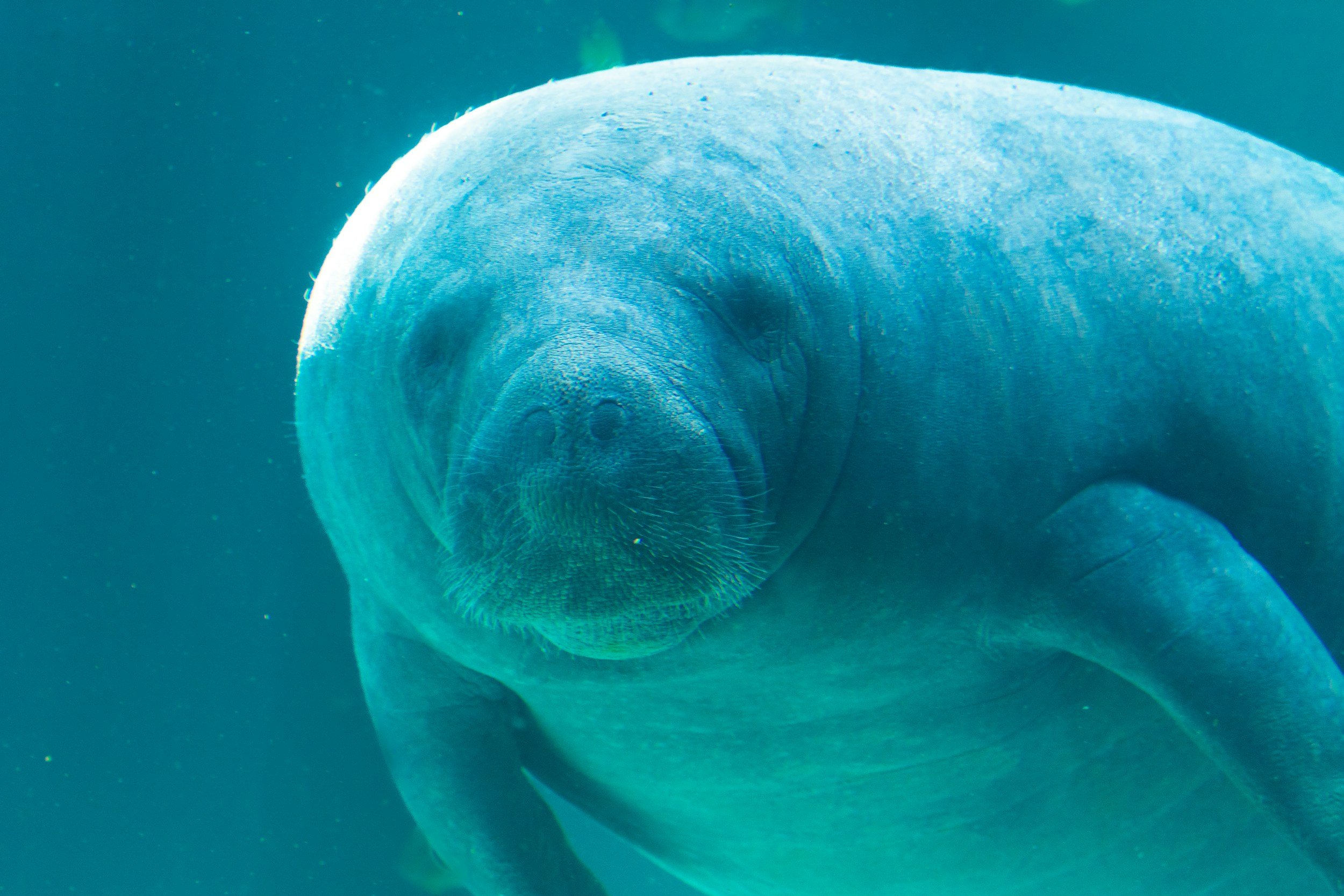 Close-up underwater photo of a manatee with a broad head, swimming in deep blue water.