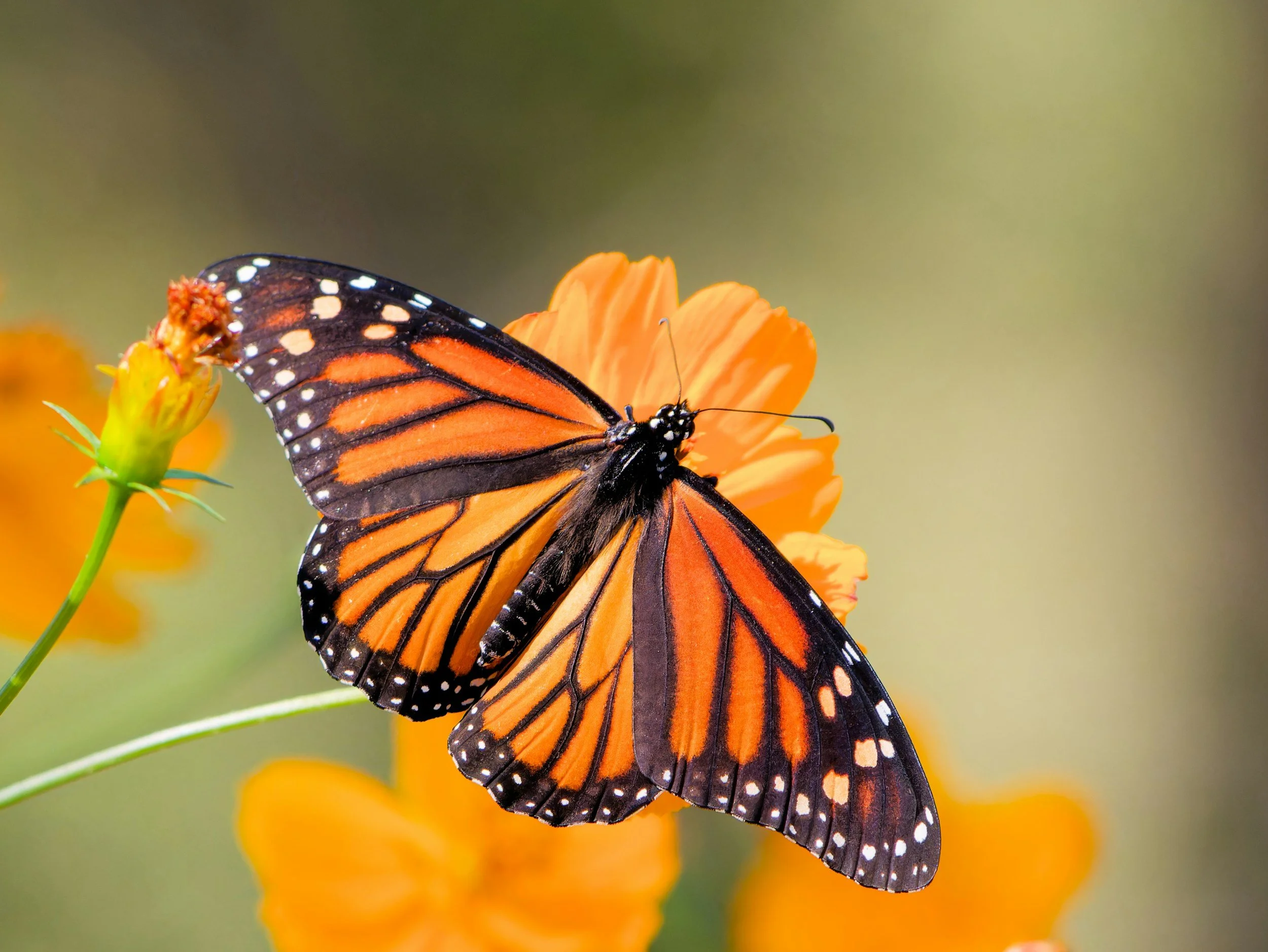 A Monarch butterfly with orange and black patterned wings sitting on an orange flower, with a blurred green background.
