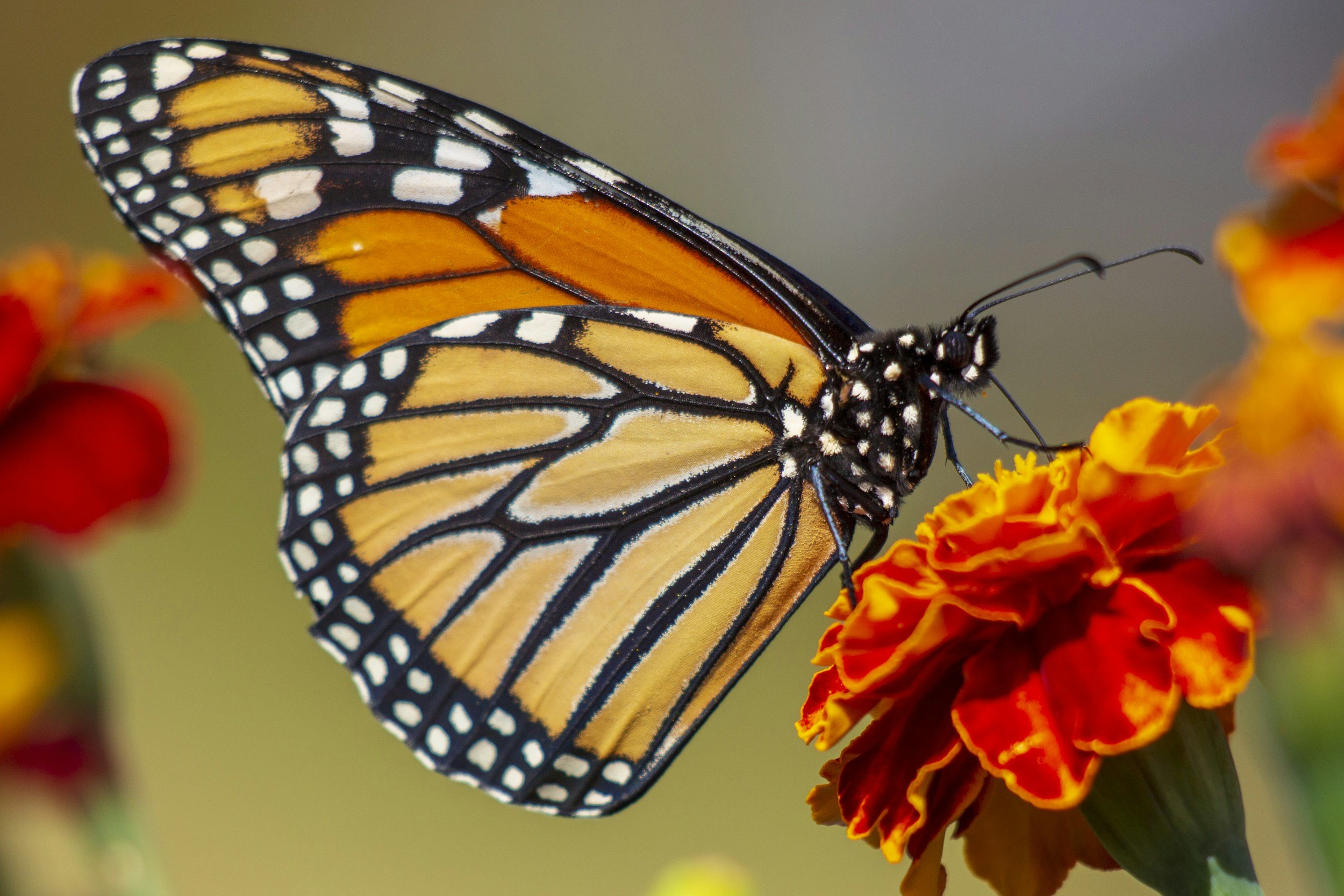 Monarch butterfly on an orange flower