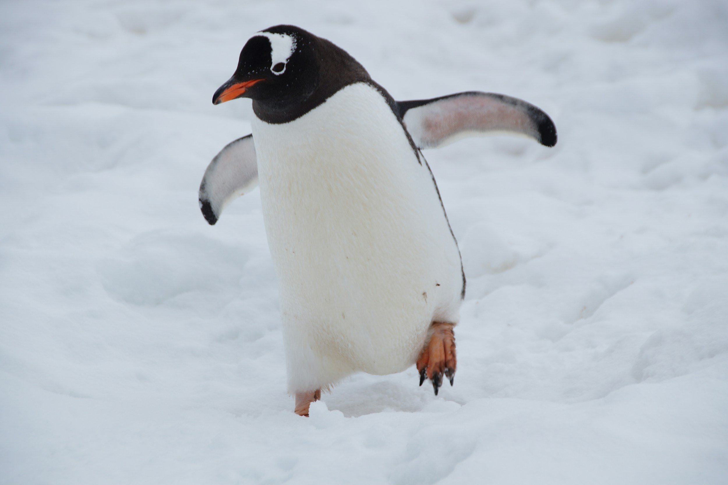 A playful penguin standing on snow, with flippers outstretched and one foot lifted off the ground.
