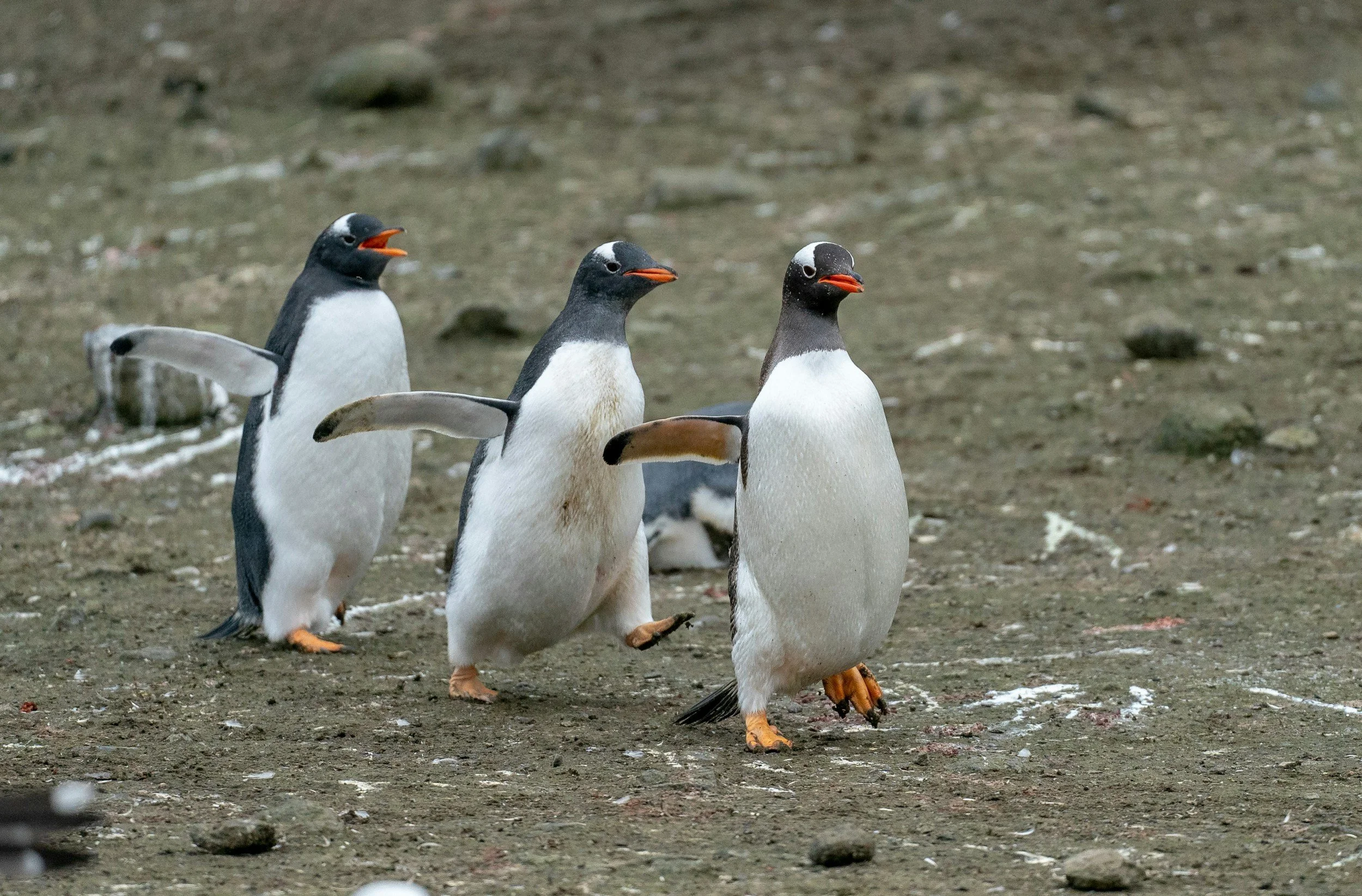 Three Gentoo penguins walking on rocky ground with some snow patches.