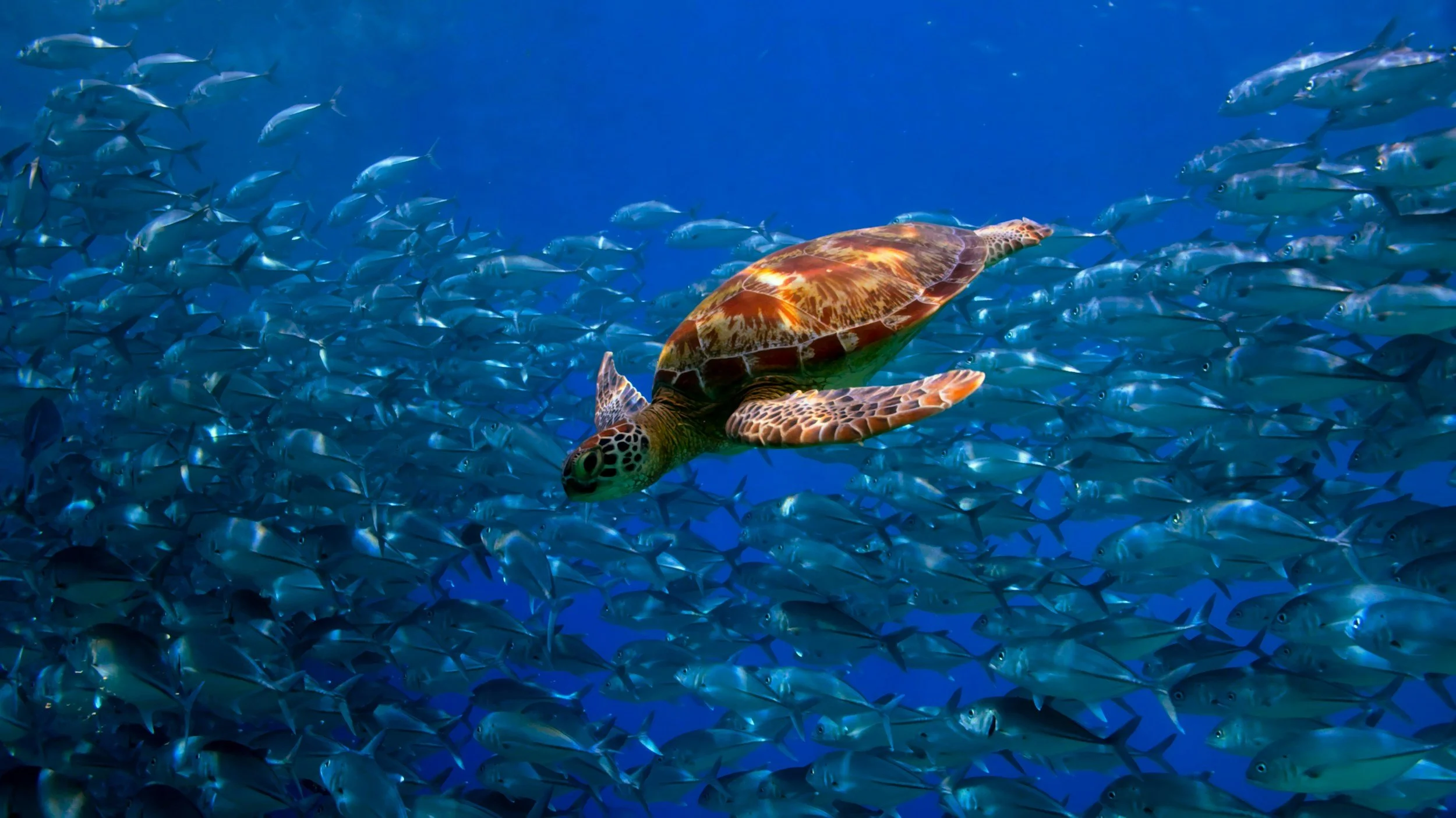 A sea turtle swimming among a large school of fish underwater.