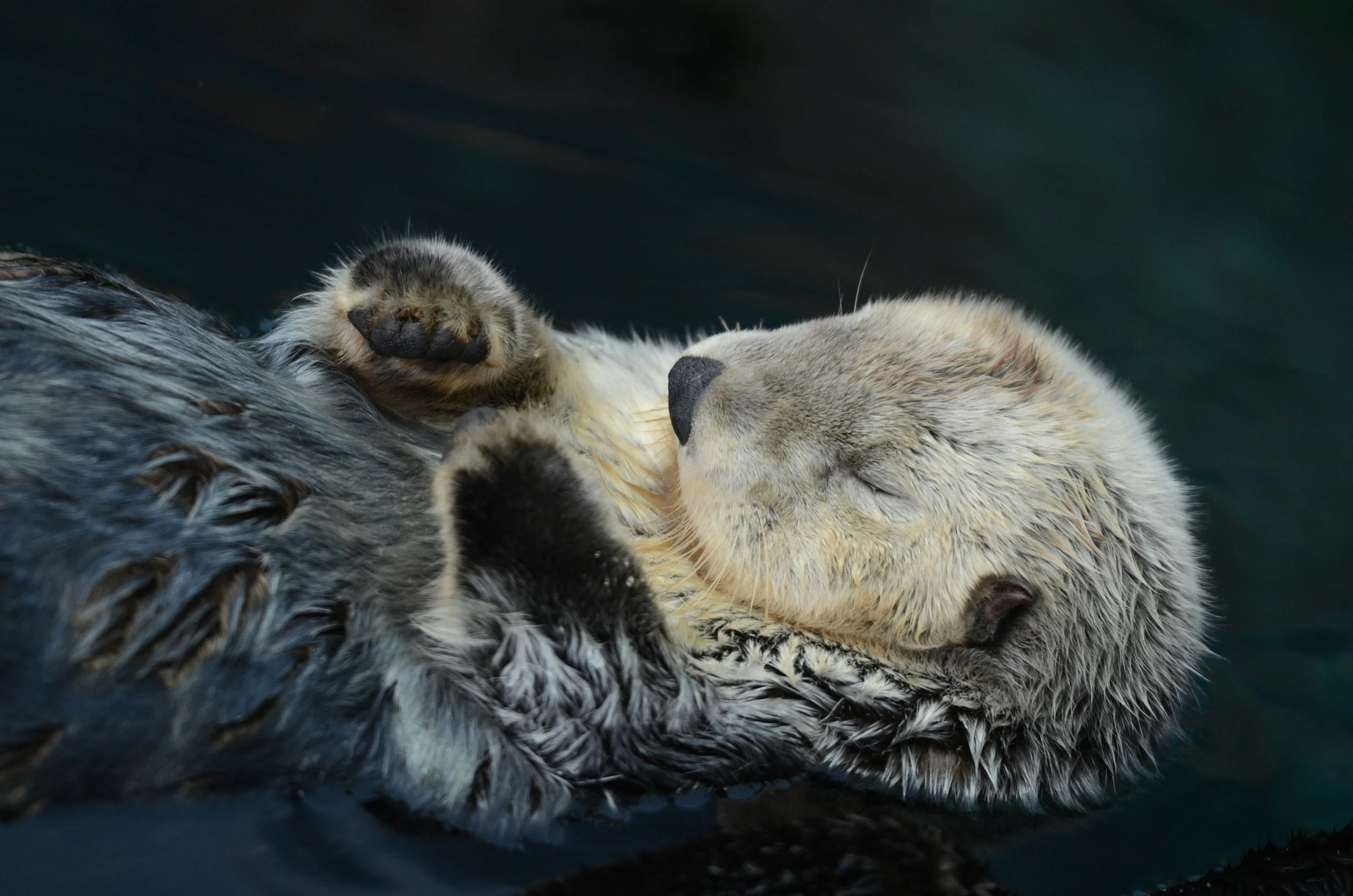 An otter sleeping and resting on the water, with closed eyes, on a dark background.