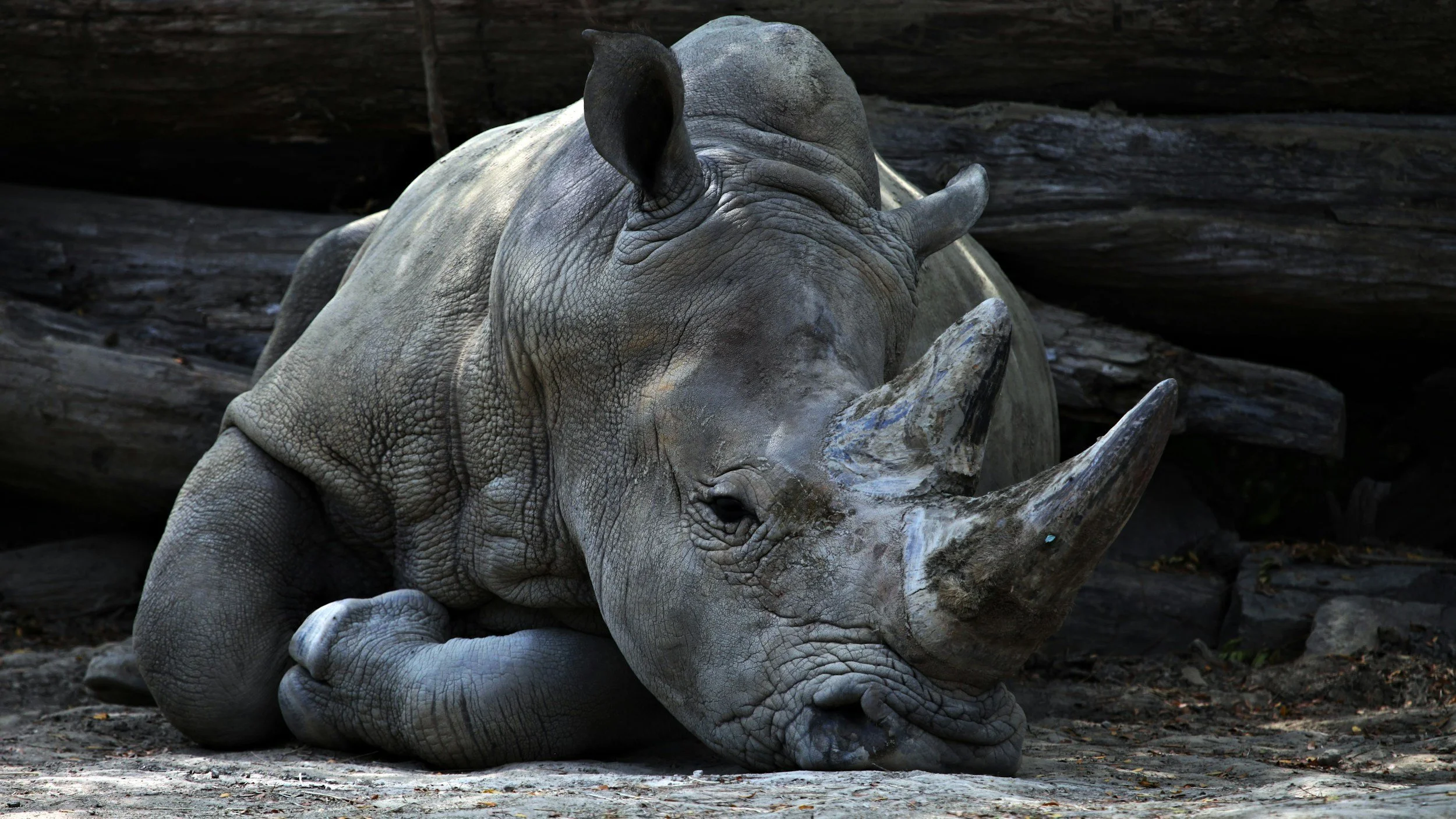 A large adult rhinoceros resting on the ground with its eyes closed, surrounded by wooden logs.