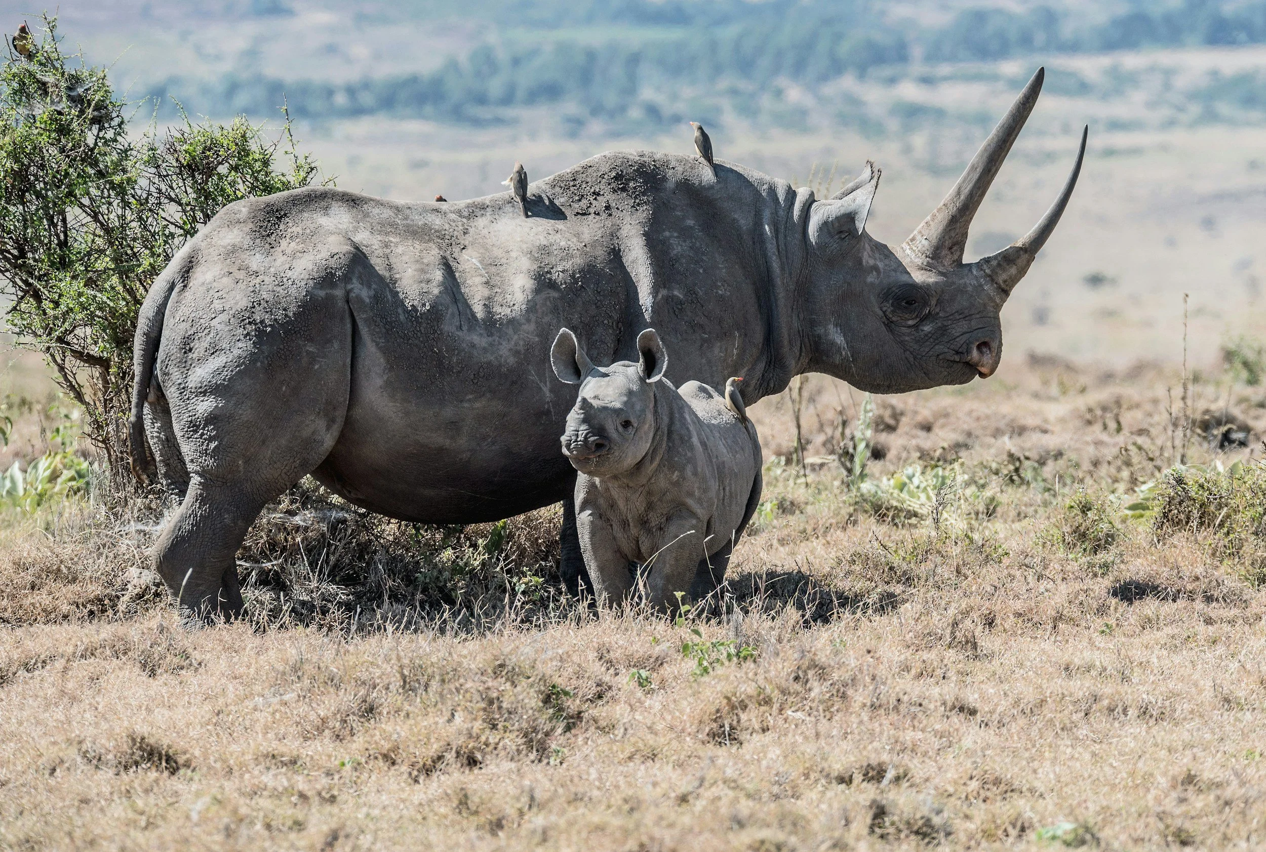 A adult rhinoceros and a baby rhinoceros walking in a dry grassland, with some small birds perched on them.