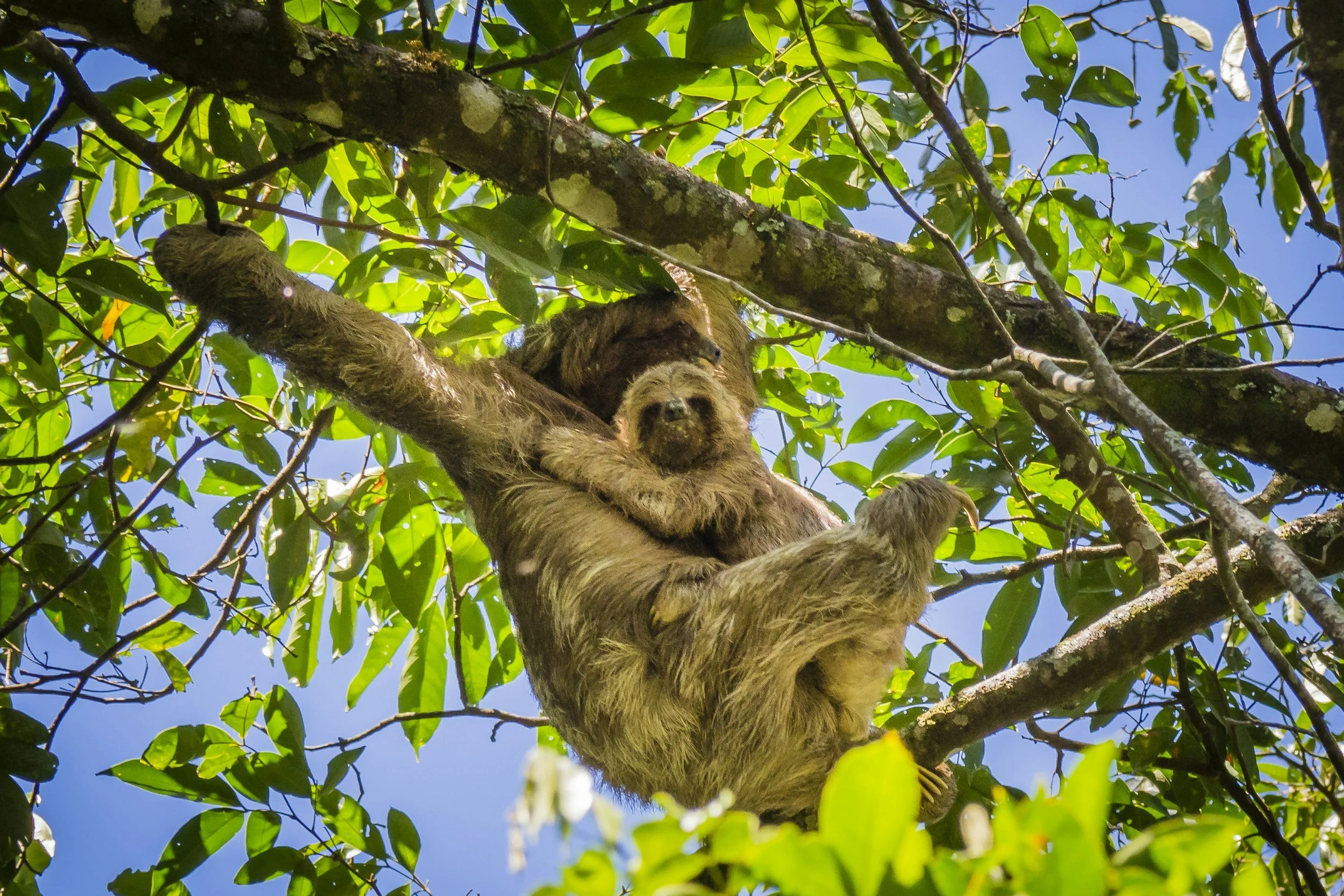 Sloth hanging from a tree branch among lush green leaves in a forest under a clear blue sky.
