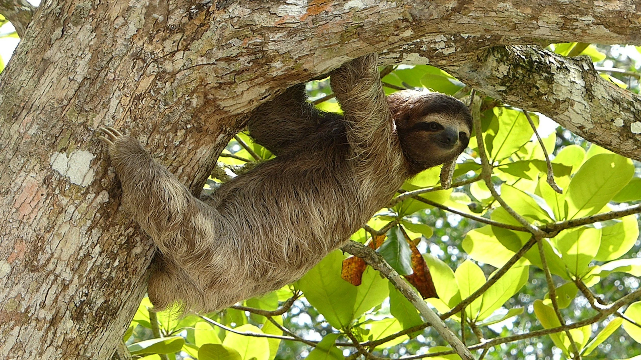 A sloth hanging from a tree branch surrounded by green leaves.