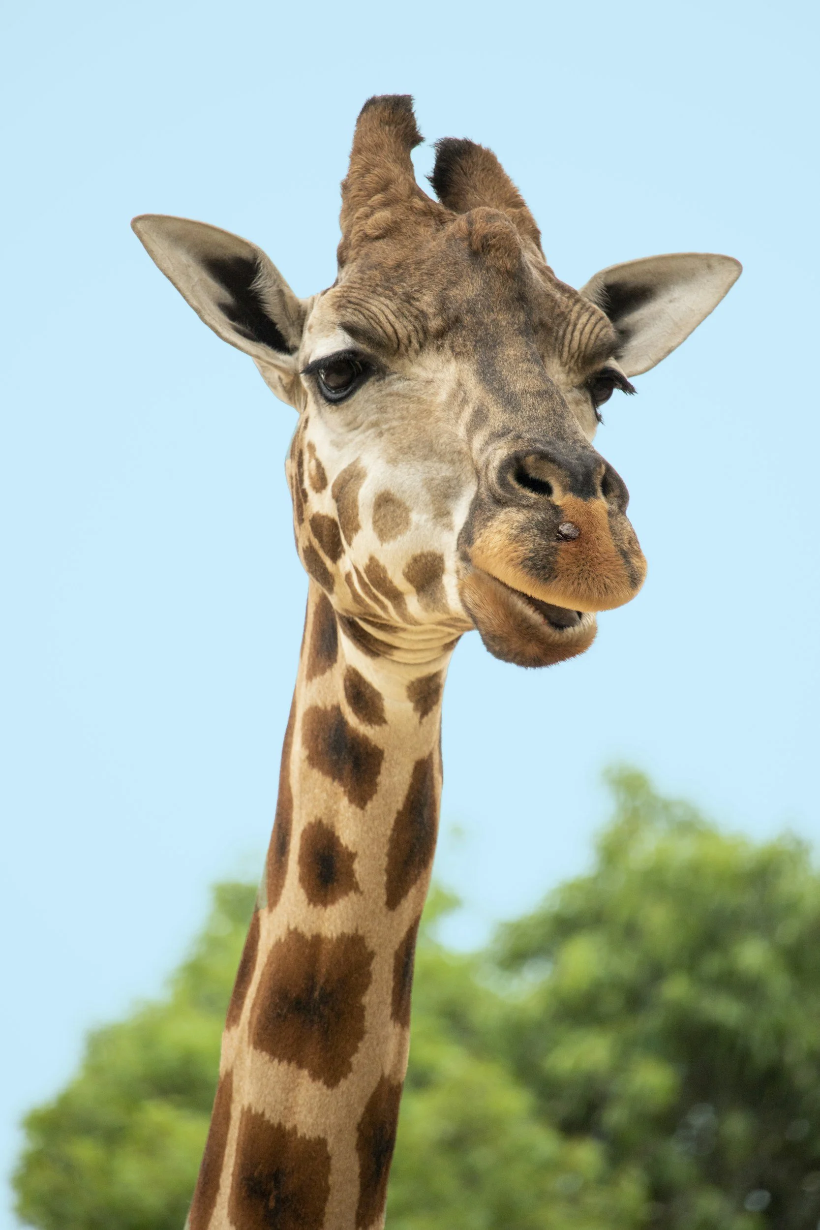 Close-up of a giraffe's head and neck against a blue sky with blurred green foliage in the background.