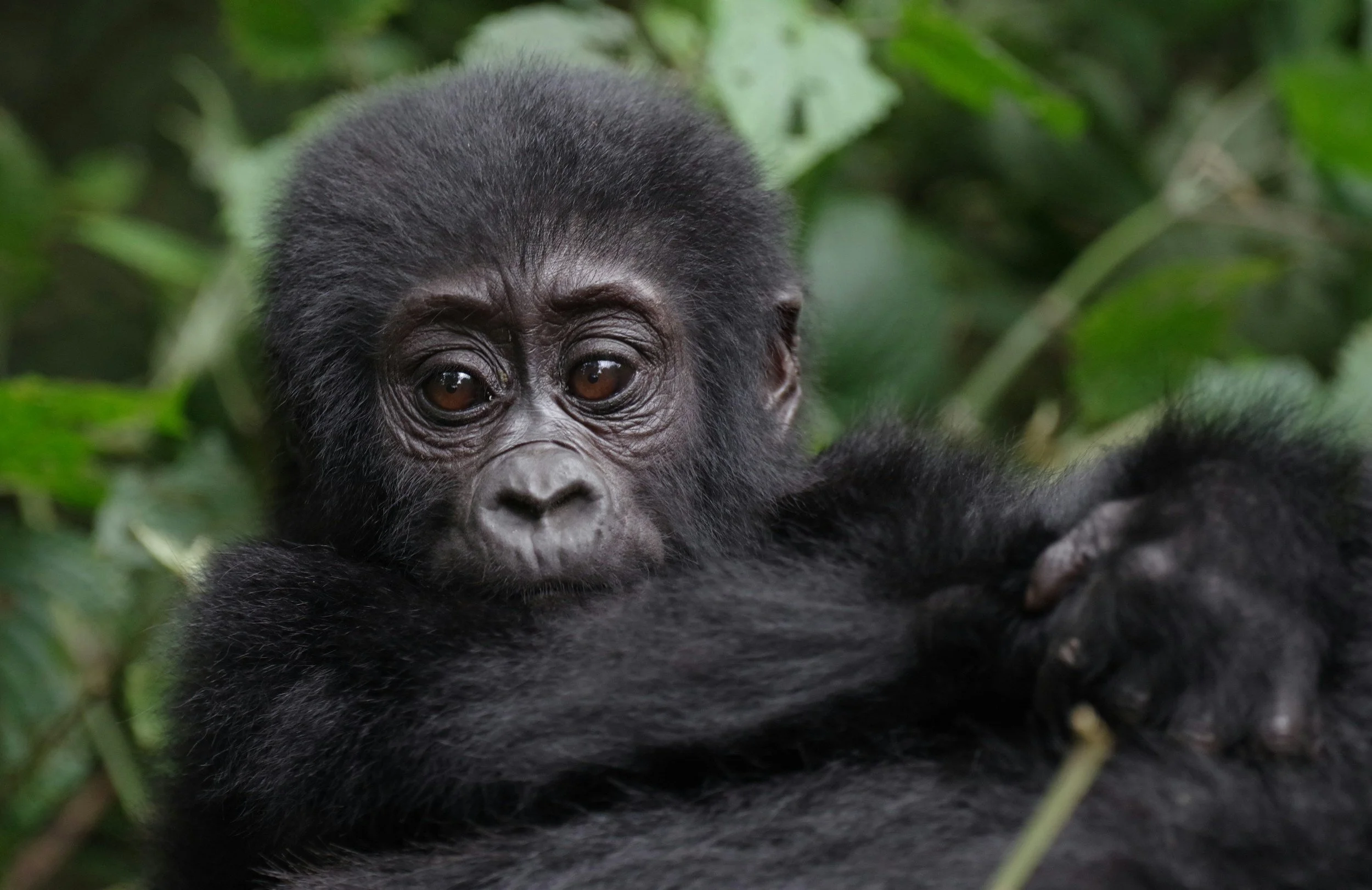 A baby gorilla lying in green foliage.